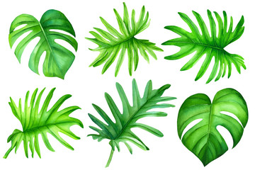 Set green leaves of palm trees, monstera, Botanical watercolor illustration. Banner  motif may be used as background texture, wrapping paper, textile or wallpaper interior design