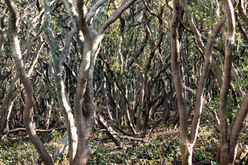 Fototapeta premium Trees growing in mangrove swamp ideal as natural background
