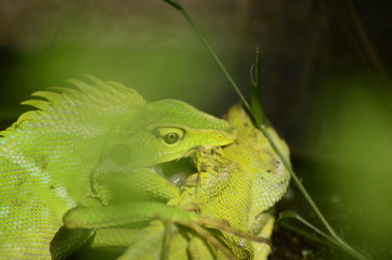 chameleon on leaf