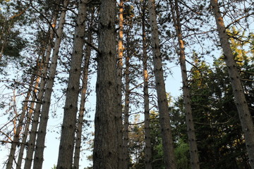 Tree trucks of pine trees in the forest.