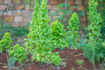 big green lettuce standing in plantation on home garden