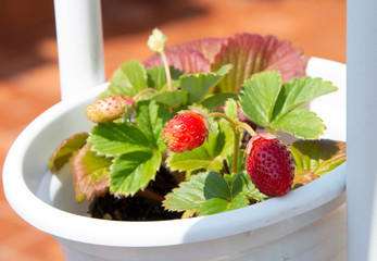 fresas