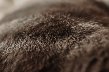 gray animal hair macro with blurry background