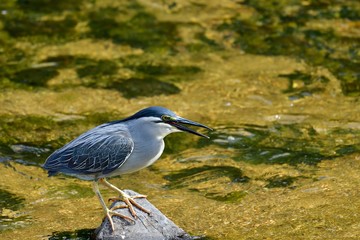 清流できれいな婚姻色のオイカワをとるササゴイ