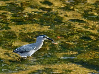 清流できれいな婚姻色のオイカワをとるササゴイ