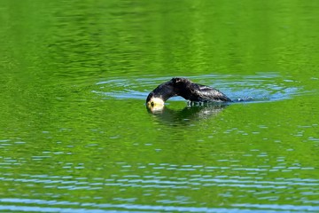 新緑映す水面の池で餌をとるカワウ