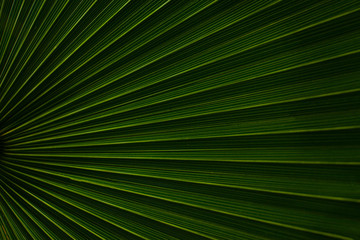 tropical palm leaf and shadow, abstract natural green background