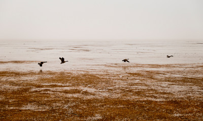 Four Canadian Geese in flight on muddy dykes on New Brunswick.