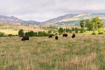 Fototapeta na wymiar Bison at Wichita Mountains