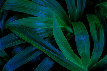 abstract palm leaf textures on dark blue tone, natural green background