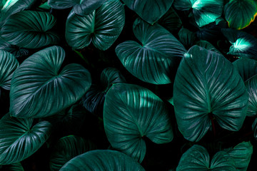 Obraz na płótnie Canvas abstract palm leaf textures on dark blue tone, natural green background