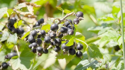 black currant on a branch