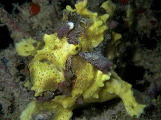 Closeup with Giant Frogfish during a leisure dive in Mabul Island, Semporna. Tawau, Sabah....
