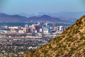 Obraz premium Phoenix 