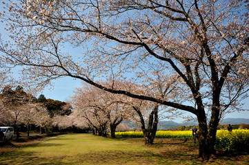 西都原古墳群の春