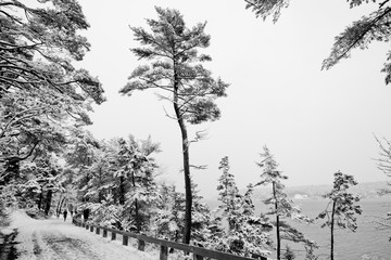 Snow covered pine and fire trees along the coast.