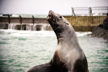 おたる水族館の人気者 © kat334