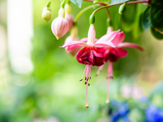 Flowers and buds of red fuchsia growing in a garden, close up with blurred background, selective focus