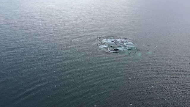 Aerial drone video of pod of Humpback whales. Humpback whale feeding in Greenland, Disko bay. Breaching spraying from blowhole by iceberg in Greenland arctic nature in icefjord landscape. Wildlife fro
