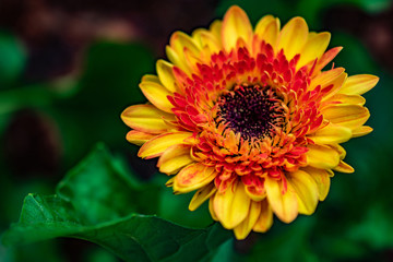 yellow and orange flower with greenery