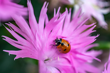 purple flower with ladybug on petals