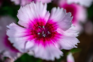 Obraz premium macro detail of pink and white tiny flower