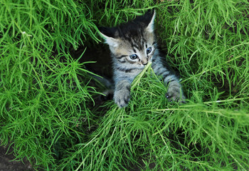 Naklejka na ściany i meble Cute little grey kitten plays with grass outdoor.