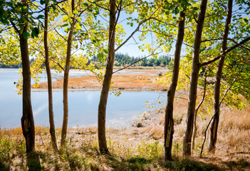 Fototapeta na wymiar View through the trees to a lagoon.