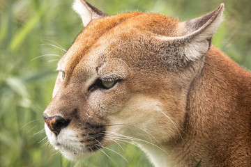 portrait of a lion