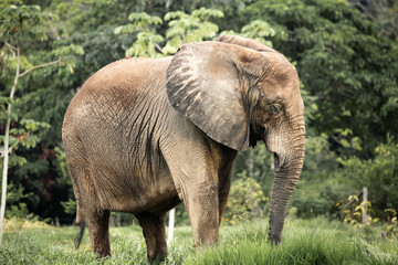 Fototapeta premium elephant in kenya