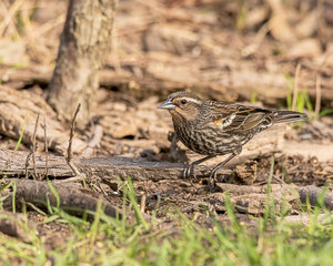 A beautiful red-winged blackbird resting in the forest. 