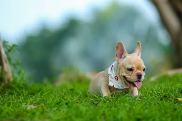 Fototapeten Süße französische Bulldogge, die auf der grünen Wiese spielt © Golden House Images