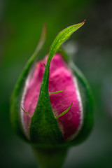 pink rose bud closed with green leaves macro detail