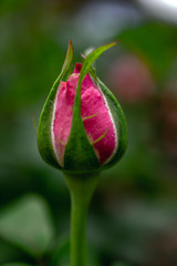 Obraz premium pink rose bud closed with green