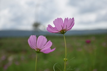 pink flower on background of blue sky