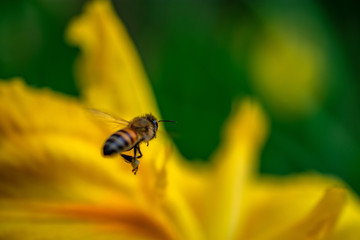 bee flying into yellow flower