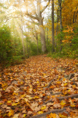 Leaves covering path through the woods on morning hike. Roots peaking out from amongst orange, yellow, and red maple leaves. Peaceful hike through the woods covered in signs of fall