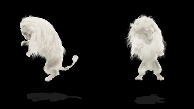 White lion CG fur 3d rendering animal realistic CGI VFX Animation Cheer alpha dance composition 3d mapping cartoon Motion Background, (with Alpha Matte)