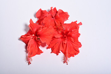 Close-up of red hibiscus flower isolated on white background