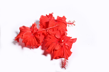 Close-up of red hibiscus flower isolated on white background