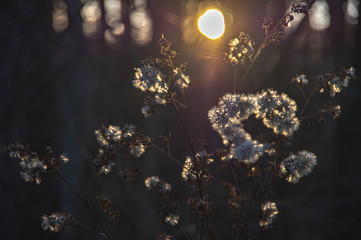 晩秋の北海道 黄昏の森で逆光に輝く冬の花 Wall Mural Doutou Life