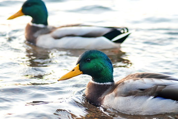 two large snake drakes swim in the water