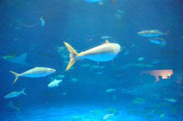 Fototapeta premium 水族館