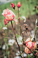 Roses in autumn after a rain shower.