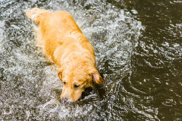 ゴールデンレトリバー　プール　水 swimming　犬