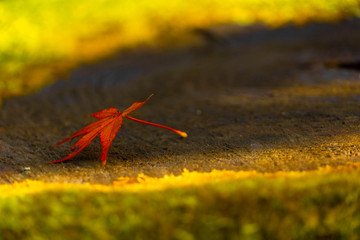 紅葉一枚
