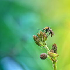 toxophora, macro