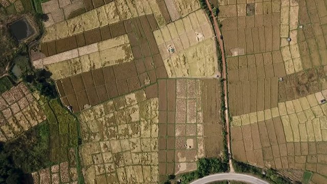 Top view aerial photo from drone of Rice Fields And the farmer 