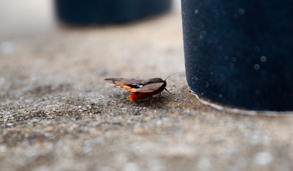 바람을 피하고 있는 나방