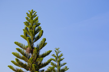 tree and leaf on blue sky background